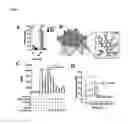 Fig. 04 - COMPOSITIONS AND METHODS THAT INHIBIT QUORUM SENSING