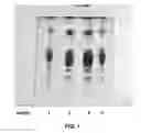 Fig. 02 - Fish egg extracts, omega-3 lipid-based compositions and uses thereof