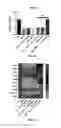 Fig. 32 - Retinoid compositions and methods of increasing immune cell-mediated killing of IDH mutant cancer cells