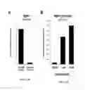 Fig. 43 - Retinoid compositions and methods of increasing immune cell-mediated killing of IDH mutant cancer cells