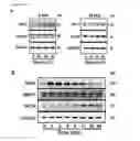 Fig. 03 - Compositions and methods for treating and preventing lung injury
