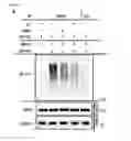 Fig. 05 - Compositions and methods for treating and preventing lung injury