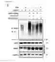 Fig. 06 - Compositions and methods for treating and preventing lung injury