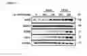 Fig. 22 - Compositions and methods for treating and preventing lung injury