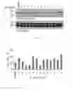 Fig. 05 - Heterocyclic Flavone Derivatives, Compositions, and Methods Related Thereto