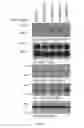 Fig. 13 - Heterocyclic Flavone Derivatives, Compositions, and Methods Related Thereto