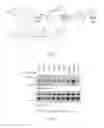 Fig. 26 - Heterocyclic Flavone Derivatives, Compositions, and Methods Related Thereto