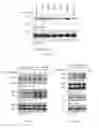 Fig. 27 - Heterocyclic Flavone Derivatives, Compositions, and Methods Related Thereto