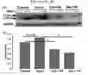 Fig. 06 - COMPOSITIONS AND METHODS FOR INHIBITING AUTOPHAGY AND CONTRACEPTION