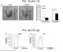 Fig. 08 - COMPOSITIONS AND METHODS FOR INHIBITING AUTOPHAGY AND CONTRACEPTION