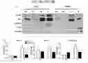 Fig. 09 - COMPOSITIONS AND METHODS FOR INHIBITING AUTOPHAGY AND CONTRACEPTION