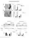 Fig. 20 - COMPOSITIONS AND METHODS FOR INHIBITING AUTOPHAGY AND CONTRACEPTION