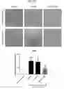 Fig. 23 - COMPOSITIONS AND METHODS FOR INHIBITING AUTOPHAGY AND CONTRACEPTION