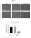 Fig. 25 - COMPOSITIONS AND METHODS FOR INHIBITING AUTOPHAGY AND CONTRACEPTION