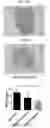 Fig. 27 - COMPOSITIONS AND METHODS FOR INHIBITING AUTOPHAGY AND CONTRACEPTION