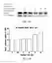 Fig. 09 - METHODS TO TARGET TRANSCRIPTIONAL CONTROL AT SUPER-ENHANCER REGIONS