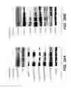 Fig. 34 - MUTANT SELECTIVITY AND COMBINATIONS OF A PHOSPHOINOSITIDE 3-KINASE INHIBITOR COMPOUND AND CHEMOTHERAPEUTIC AGENTS FOR THE TREATMENT OF CANCER