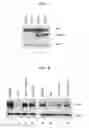 Fig. 02 - Treatments and diagnostics for cancers