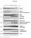 Fig. 03 - Treatments and diagnostics for cancers
