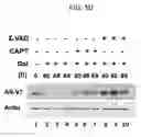 Fig. 10 - Treatments and diagnostics for cancers