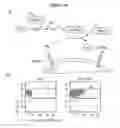 Fig. 17 - In vitro production of red blood cells with sortaggable proteins