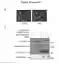 Fig. 19 - In vitro production of red blood cells with sortaggable proteins