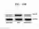 Fig. 33 - PLACENTA-DERIVED CELLS EXCRETING C3 OR C1R COMPLEMENT AND COMPOSITION CONTAINING SAME