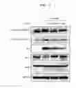 Fig. 06 - Composition for stimulating insulin secretion from cells and use thereof