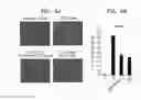 Fig. 07 - Composition for stimulating insulin secretion from cells and use thereof