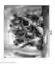Fig. 04 - METHODS AND COMPOSITIONS FOR PRODUCTION OF RECOMBINANT PHARMACEUTICAL PROTEINS IN MEDICINAL PLANTS