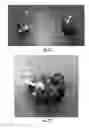 Fig. 08 - METHODS AND COMPOSITIONS FOR PRODUCTION OF RECOMBINANT PHARMACEUTICAL PROTEINS IN MEDICINAL PLANTS