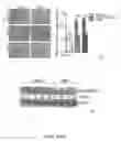 Fig. 13 - Compositions and methods for modulating toll-like receptor 2 activation