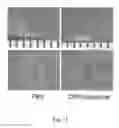 Fig. 19 - Compositions and methods for modulating toll-like receptor 2 activation