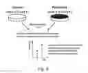 Fig. 12 - Modulation of proprotein convertase subtilisin/kexin 9 expression (PCSK9) with HSP 27 and/or HSP25