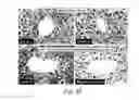 Fig. 35 - Modulation of proprotein convertase subtilisin/kexin 9 expression (PCSK9) with HSP 27 and/or HSP25