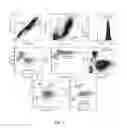 Fig. 04 - Methods and Compositions for Binding Complement C3 for Targeting of Immune Cells