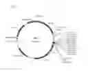 Fig. 02 - ENGINEERED LISTERIA  AND METHODS OF USE THEREOF