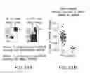 Fig. 27 - ENGINEERED LISTERIA  AND METHODS OF USE THEREOF