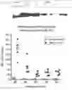Fig. 34 - ENGINEERED LISTERIA  AND METHODS OF USE THEREOF