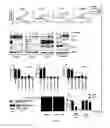 Fig. 11 - Folate-conjugated molecules for delivery of toxic small molecule inhibitors to cancer cells and methods of use