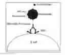 Fig. 01 - Biofunctionalized nanoparticles and uses thereof in adoptive cell therapy