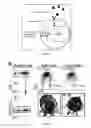 Fig. 06 - Biofunctionalized nanoparticles and uses thereof in adoptive cell therapy
