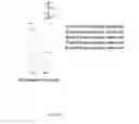 Fig. 04 - MULTIFUNCTIONAL POLYANIONIC CYCLODEXTRIN DENDRIMERS