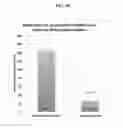 Fig. 41 - Systems and methods for nucleic acid expression in vivo
