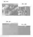 Fig. 43 - Systems and methods for nucleic acid expression in vivo
