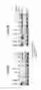 Fig. 05 - Methods and compositions for modulating gene expression