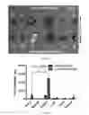 Fig. 33 - Compounds and method for imaging cancer