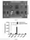 Fig. 65 - Compounds and method for imaging cancer