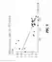 Fig. 07 - IRON OXIDE NANOPARTICLES AND THEIR SYNTHESIS BY CONTROLLED OXIDATION