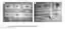 Fig. 01 - BIOCOMPATIBLE CARBOXYMETHYLCELLULOSE MATRIX (BCM) FOR HEMOSTASIS, TISSUE BARRIER, WOUND HEALING, AND COSMETOLOGY